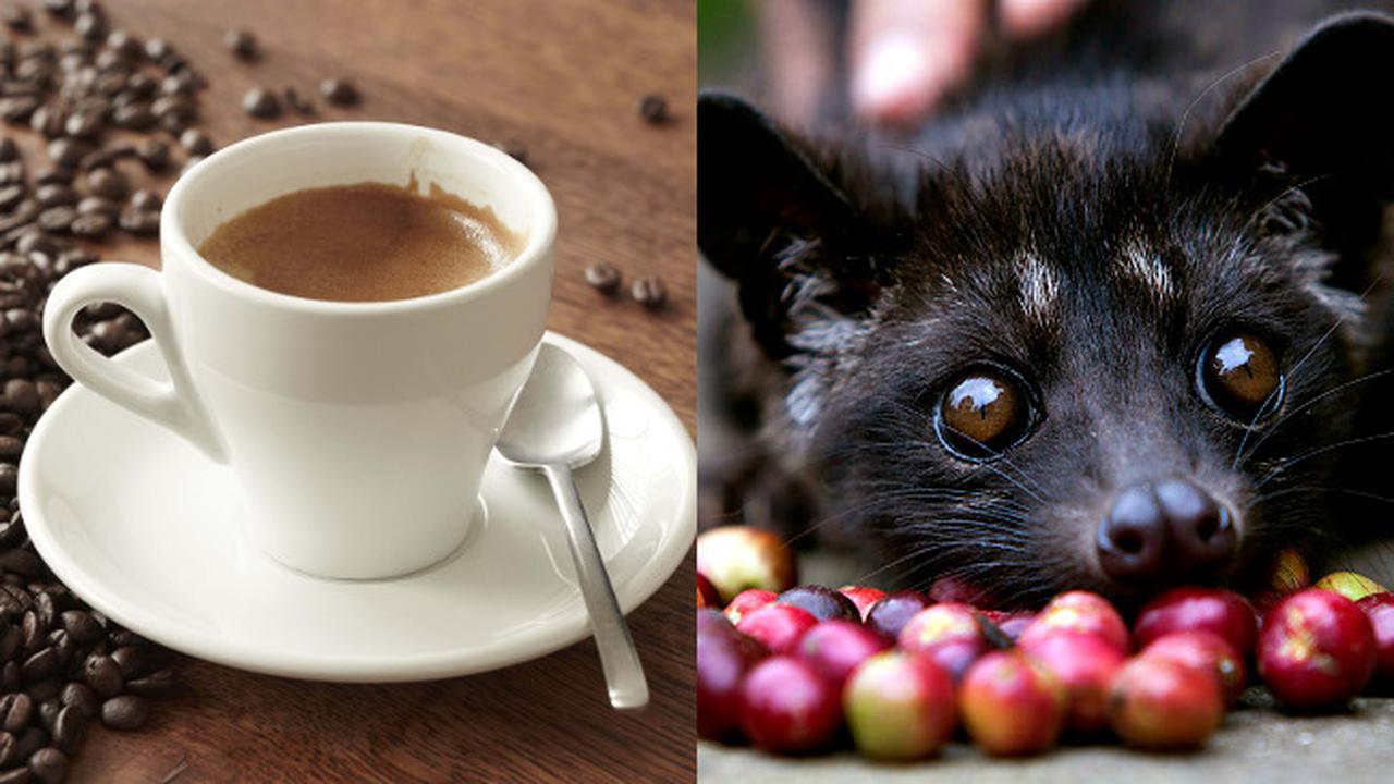 Kopi luwak