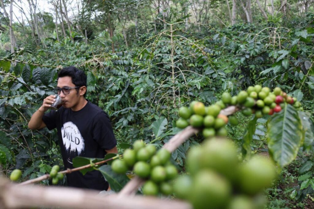 Replanting Kopi