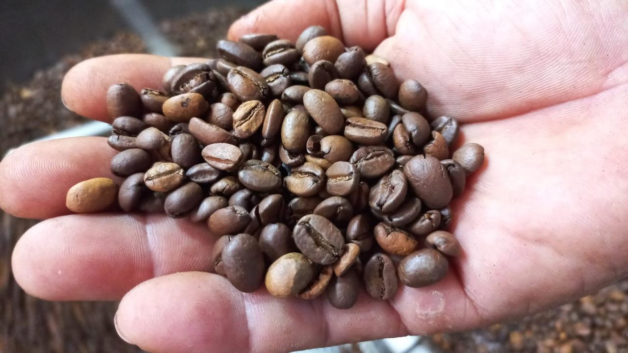 Ekosistem Kopi