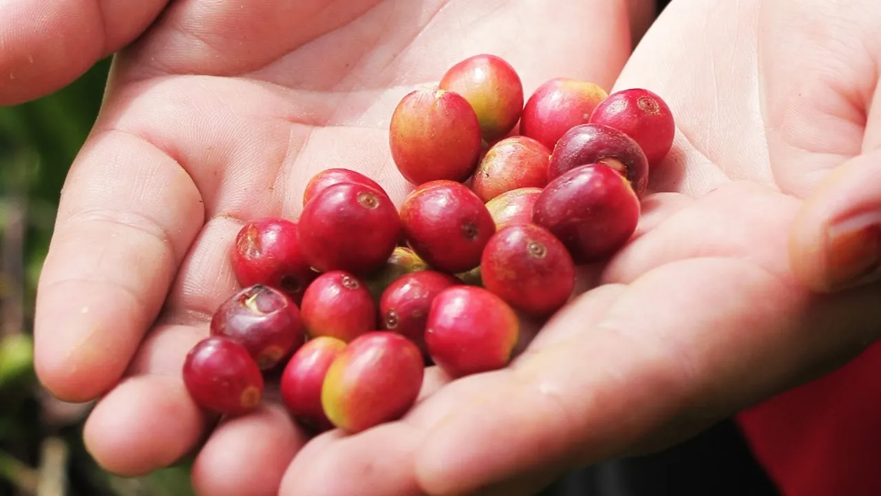 Harga kopi Indonesia