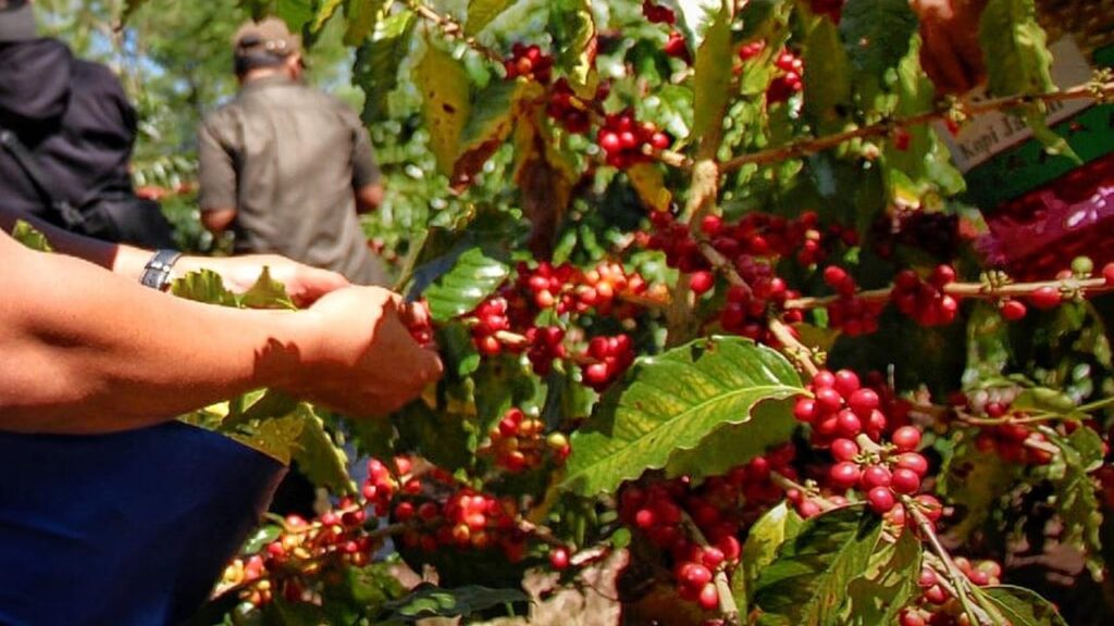 Ekosistem Kopi Nasional Disatukan! PaPIKI Tancap Gas Majukan Dunia Usaha dari Hulu Sampai Hilir!