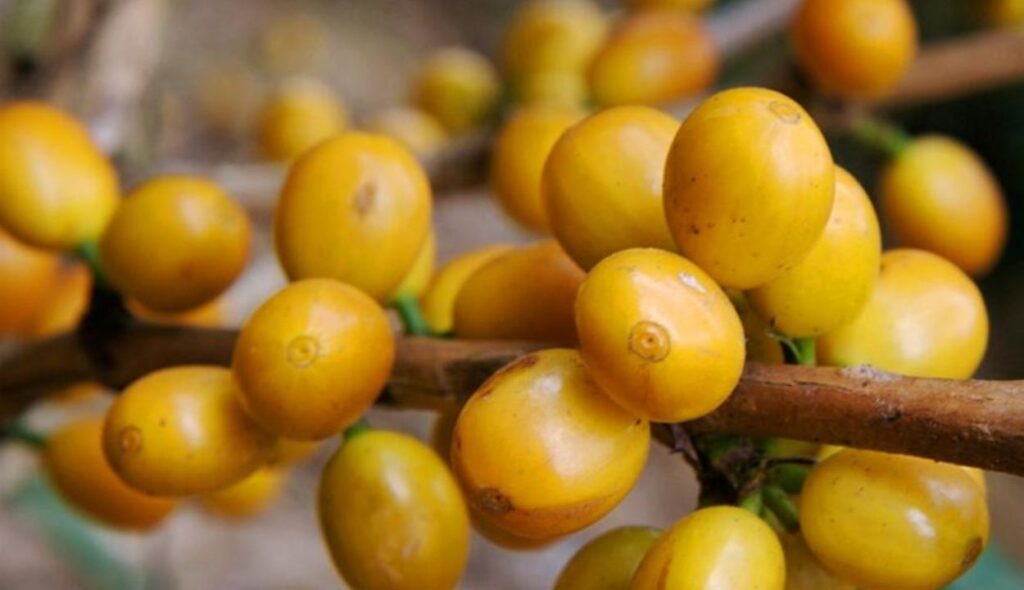 Wow! Varietas Kopi Premium Yellow Bourbon Tumbuh Subur di Banyuwangi!