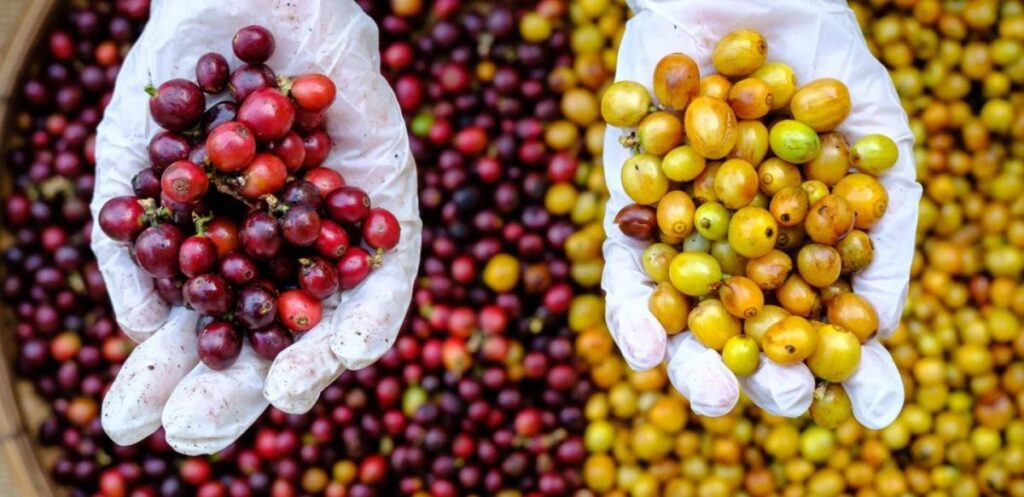 Wow! Varietas Kopi Premium Yellow Bourbon Tumbuh Subur di Banyuwangi!