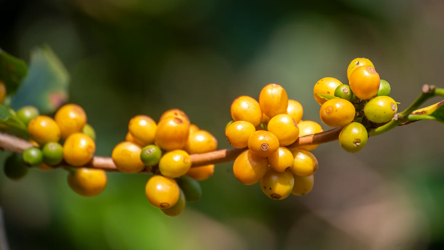 Wow! Varietas Kopi Premium Yellow Bourbon Tumbuh Subur di Banyuwangi!