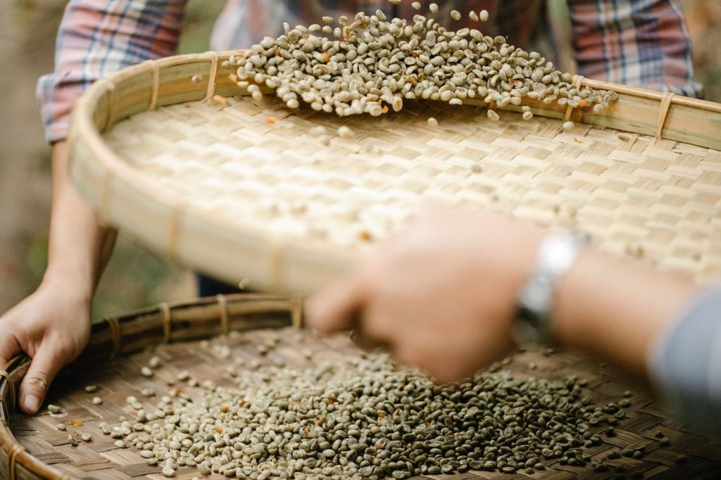 Rahasia Kopi Black Ivory Terungkap, Ternyata Perut Gajah Asia Jadi Kunci Rasa Lembutnya