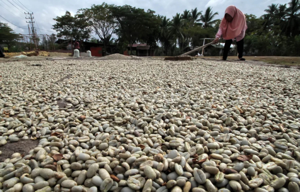Jelang Lebaran 2026, Harga Kopi Gayo Turun Tipis, Petani Mulai Khawatir!