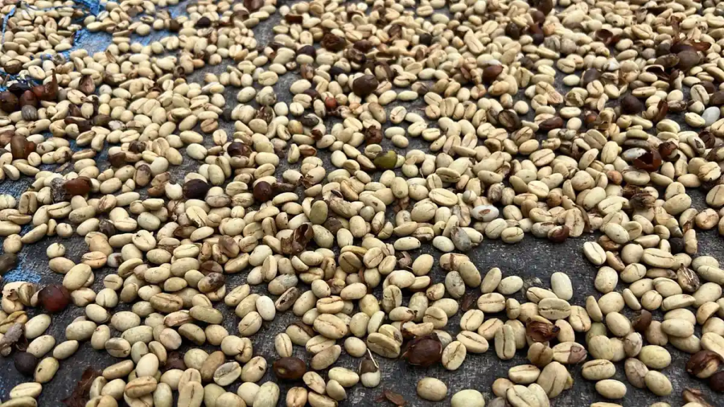 Harga Kopi Gayo