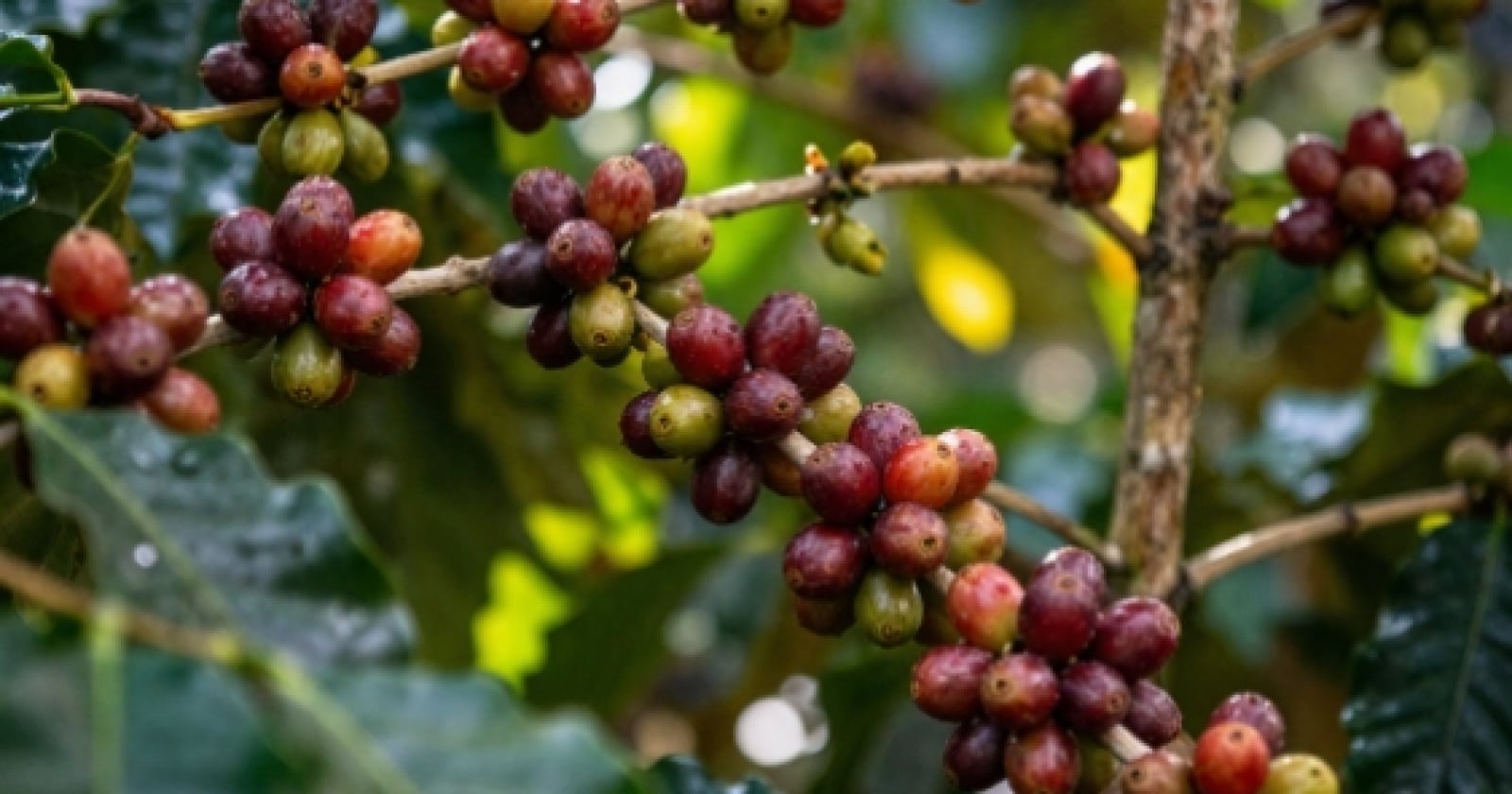 Negara Penghasil Kopi