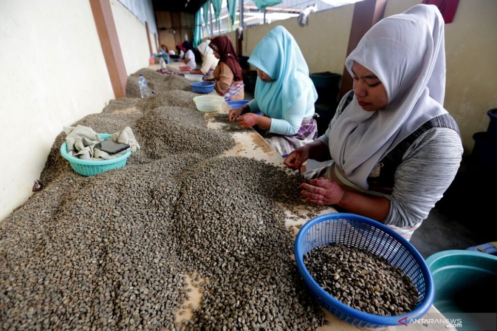 Jelang Lebaran 2026, Harga Kopi Gayo Turun Tipis, Petani Mulai Khawatir!