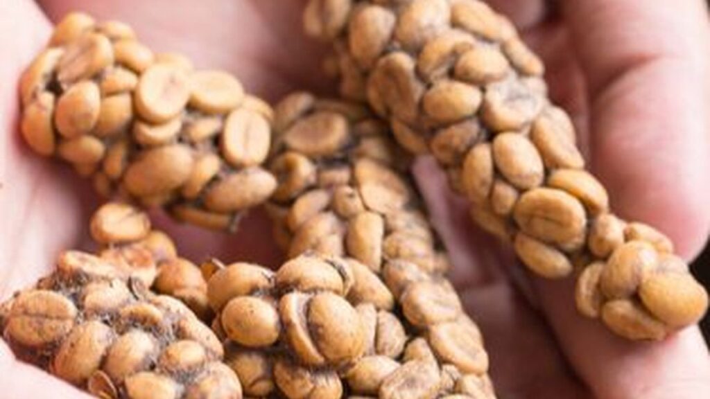 Kopi Luwak Indonesia Mendunia! Ini Cara Menjaga Autentisitas dan Keamanannya di Pasar Global