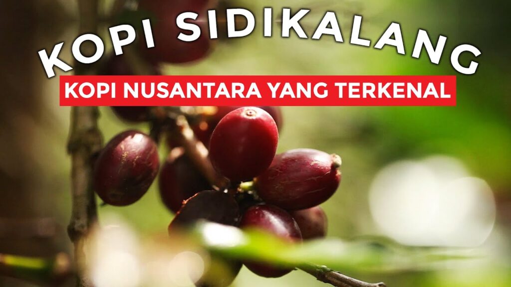 Kopi Sidikalang, Rahasia Sumatera yang Diam-Diam Diakui Dunia