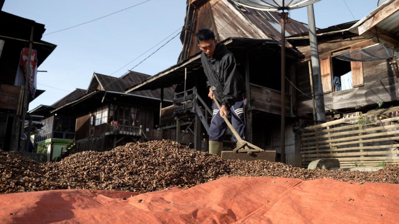 Dari Gunung Dempo, Kopi Tebat Benawa Bangkitkan Harapan Petani