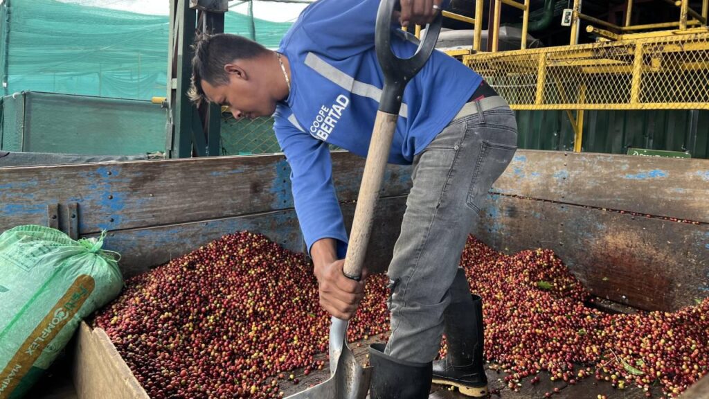 Dari Gunung Dempo, Kopi Tebat Benawa Bangkitkan Harapan Petani