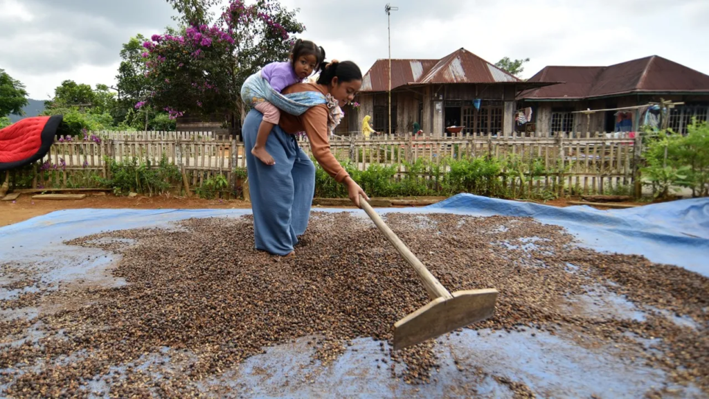 Terungkap! Kopi Enrekang Sering Salah Disebut Kopi Kalosi, Ternyata Begini Bedanya