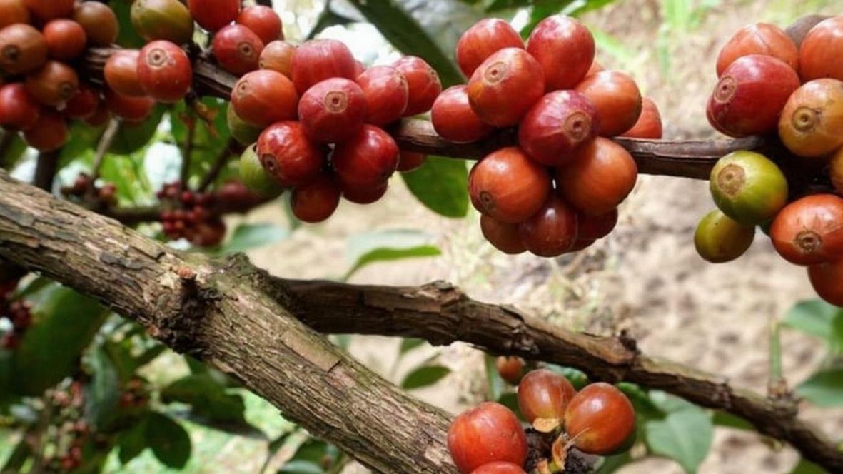 Kopi Excelsa Sumedang Berpotensi jadi Calon Signature Coffee Indonesia