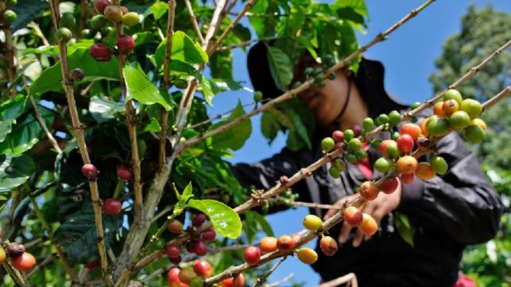 Produksi Kopi Arabika Anjlok 30 Persen, Harga Bakal Naik Tajam?