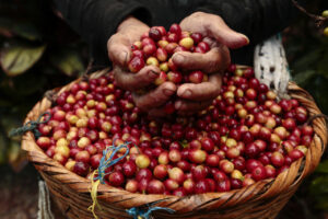 Rahasia Meja Omakase RXD Hobby Terungkap! Luwak Liar dan Red Caturra Bikin Kaget