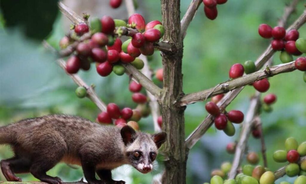 Rahasia Meja Omakase RXD Hobby Terungkap! Luwak Liar dan Red Caturra Bikin Kaget
